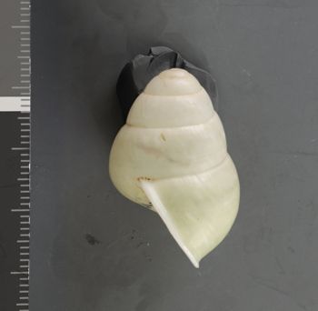 Media type: image;   Malacology 37597 Description: Dry shell;  Aspect: LAT